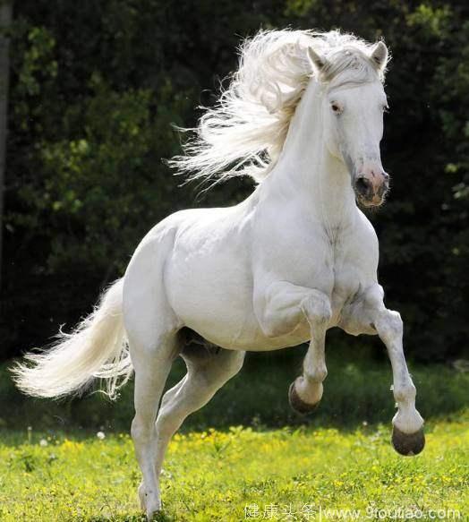 心理测试：选1匹最圣洁的白马，测你是谁这辈子最忘不了的人！