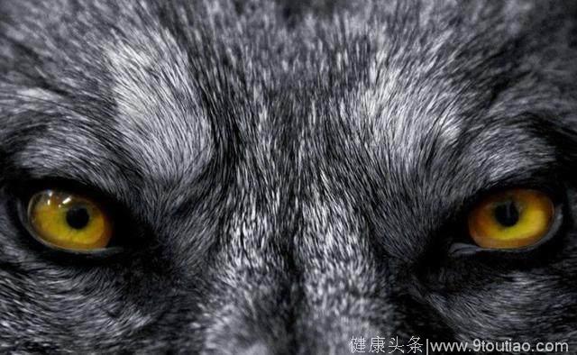 心理学：哪只狼最凶狠？测你骨子里有多少狠劲？