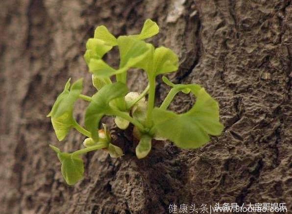 心理测试：4个发芽的枯木，哪个会活的更久？测你今年的整体运势