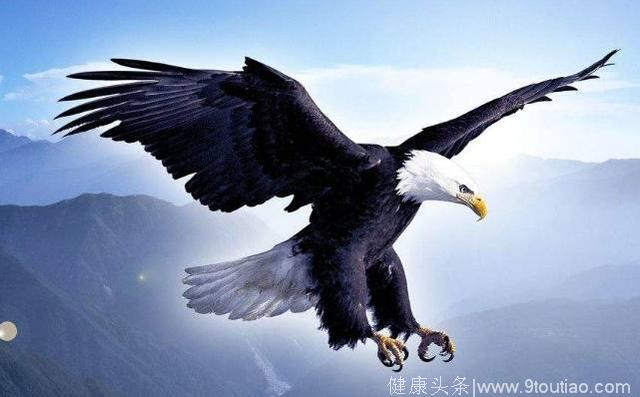 心理测试：4只鹰，哪只飞的最高？测你人生能有多大的成就？