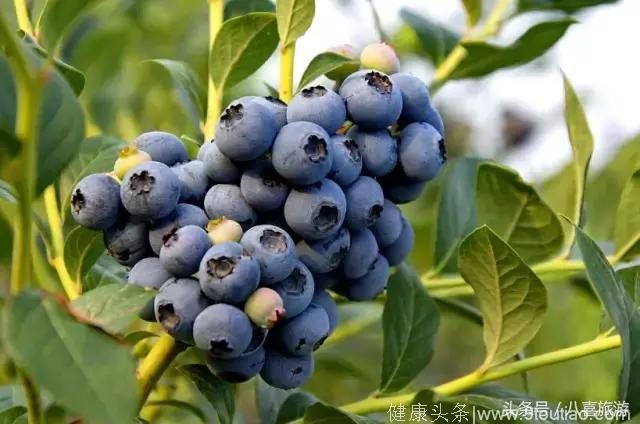 威海周边蓝莓采摘地图出炉！美味“蓝”不住，不能“莓”有你！