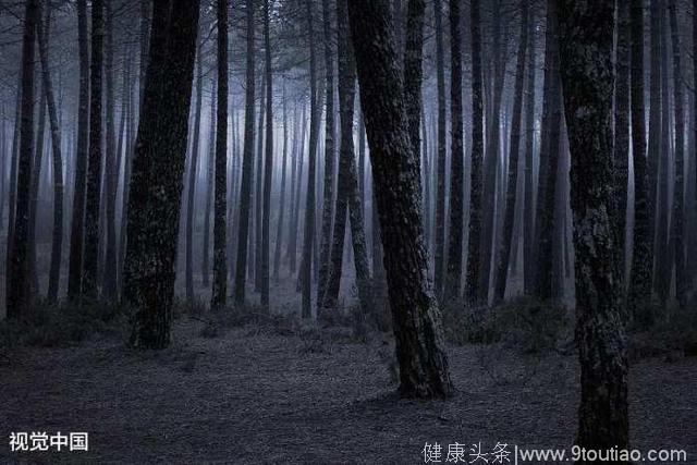 心理测试：4片森林，哪片最恐怖？测试你内心深处最害怕什么