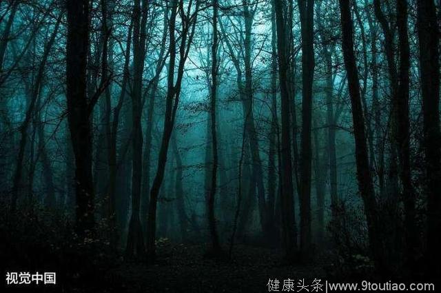 心理测试：4片森林，哪片最恐怖？测试你内心深处最害怕什么
