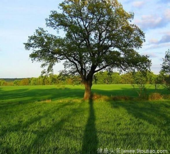 心理测试：假如你走累了，最想靠着哪棵树休息？测你晚年能享福吗