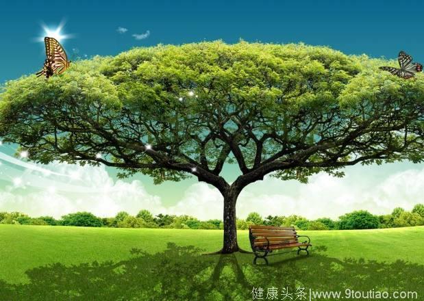 心理测试：假如你走累了，最想靠着哪棵树休息？测你晚年能享福吗