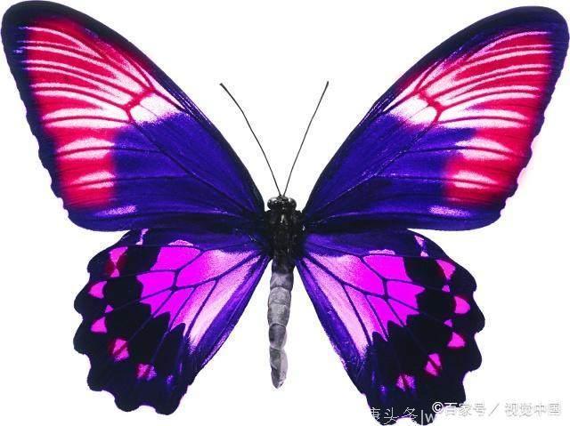 心理测试：4只蝴蝶，哪只最漂亮？测试你和TA会有多幸福