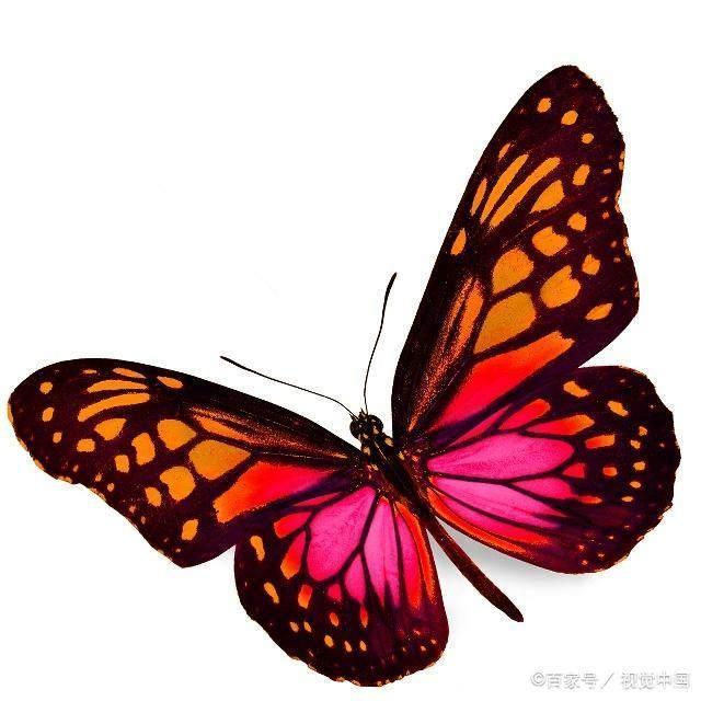 心理测试：4只蝴蝶，哪只最漂亮？测试你和TA会有多幸福