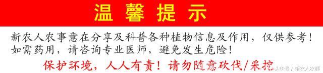 农民地里令人痛恨的这种野草却是治疗肝病的良药，很多人不知道