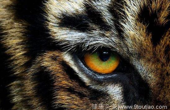 心理测试：哪双眼睛是老虎的？一秒测出你是不是讨好型人格？