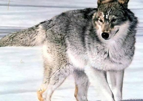 心理测试：4只狼，哪只是头狼？测你是不是一个非常有野心的人！