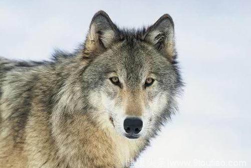 心理测试：4只狼，哪只是头狼？测你是不是一个非常有野心的人！