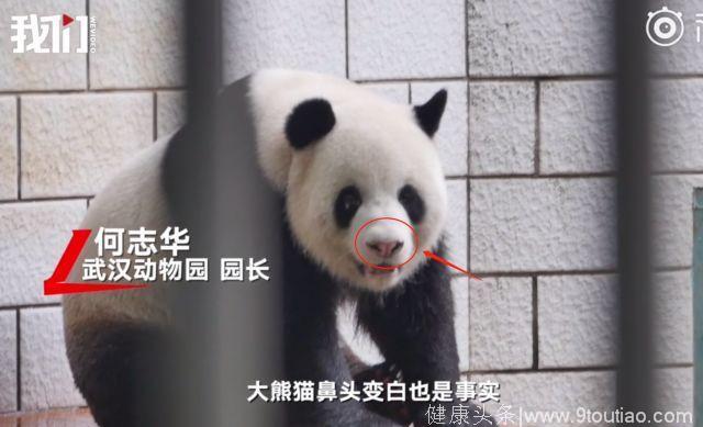 武汉大熊猫遭虐鼻头变白，白癜风竟祸及到国宝？