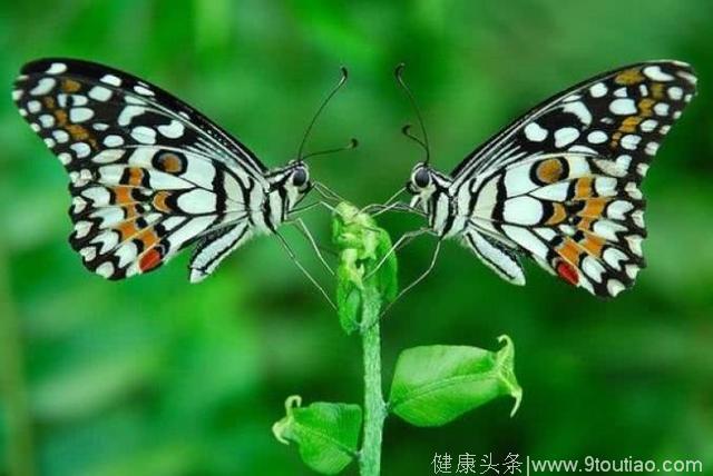 心理测试：4对蝴蝶，哪对最悲哀？测你今生能有什么命？