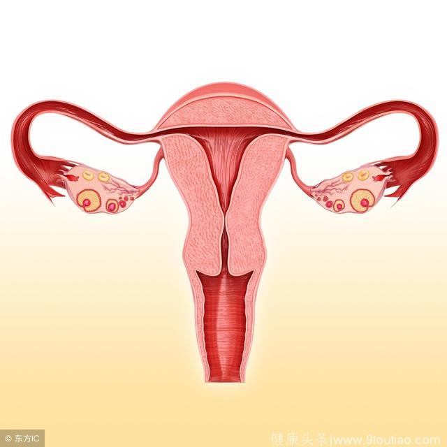 怀孕17周子宫位置图图片