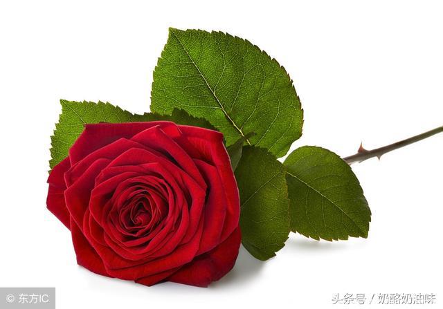 心理测试：4朵玫瑰，哪朵最冷艳？一眼看穿你的真实性格？