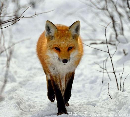 心理测试：假如有4只狐狸，哪只最狡猾？测你的野心有多大？
