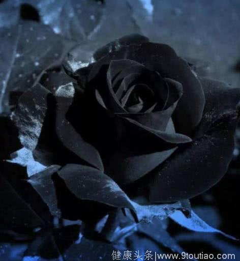心理测试：4朵黑玫瑰，哪朵最惊艳？测你在异性眼中多有吸引力？