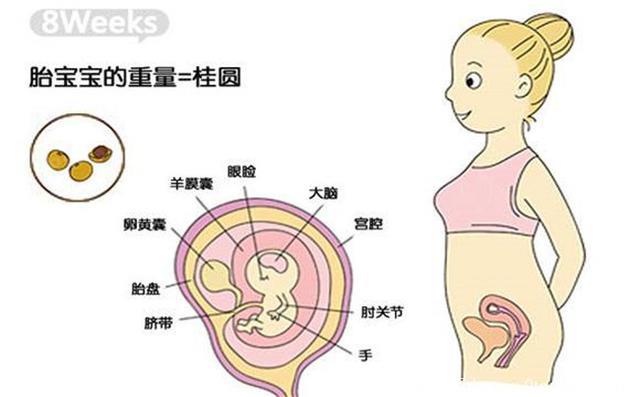 准妈妈怀孕2个月胎儿应该有多大？应该怎么吃好？