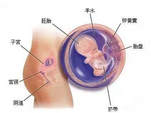 准妈妈怀孕2个月胎儿应该有多大？应该怎么吃好？