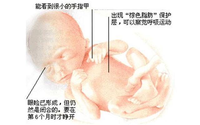 怀孕4个月的宝妈躺床上不运动对宝宝有没有影响？