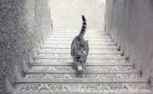 心理学：这只猫咪在上楼还是在下楼？一秒测你是情商高还是智商高