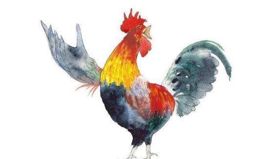 心理测试：选一只姿势最优美的公鸡，测你天生哪种特质让人嫉妒？