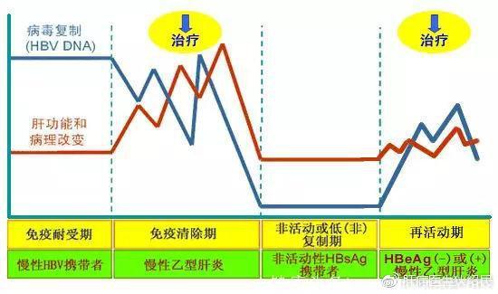 我只是乙肝携带者，没有任何不舒服，为什么也要定期看医生