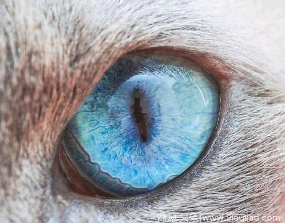 心理测试：4只眼睛，你觉得哪只是猫眼？测是谁在左右你的智商！