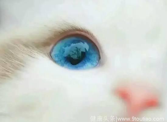 心理测试：4只眼睛，你觉得哪只是猫眼？测是谁在左右你的智商！