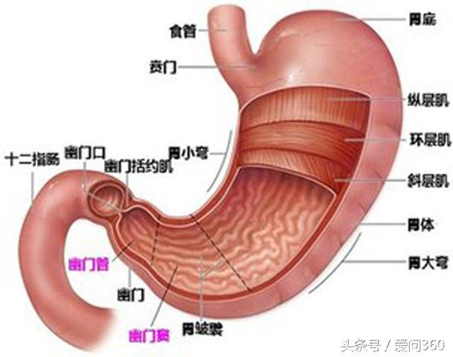 胃部不舒服就多按按这几个穴位