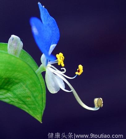 心理测试：4朵幸运花，你最喜欢哪朵？测你最近会有哪些意外收获