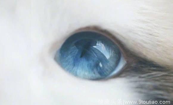 心理测试：四只眼睛，哪只是狗狗的？测你在别人眼中有多独特！