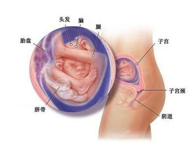 真相来了，怀孕五个月孕妇能下水吗，别说我不告诉你