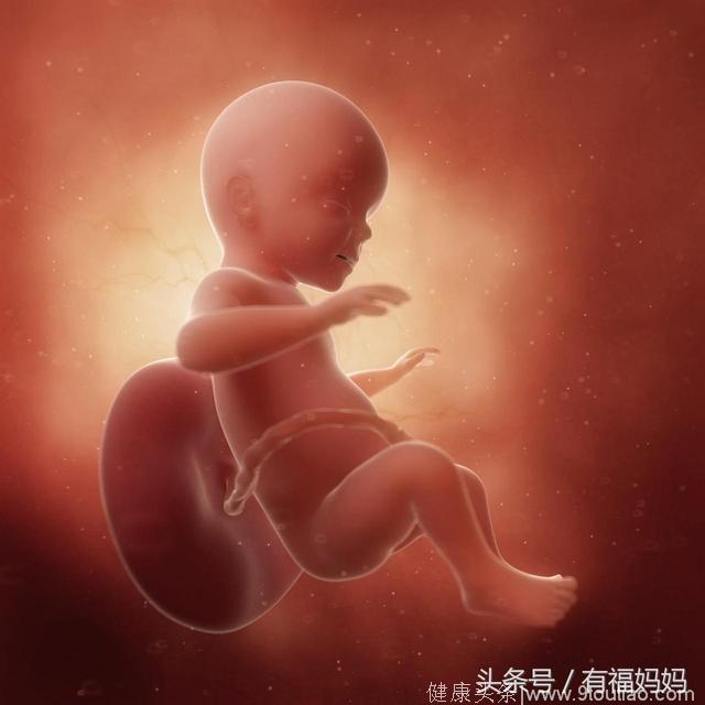四个月胎儿性别对照图图片