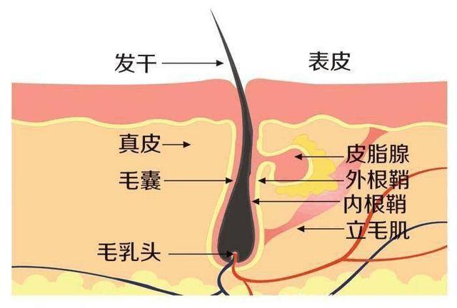 日本突破毛囊移植技术，一个细胞培养1万根头发，脱发者迎第二春