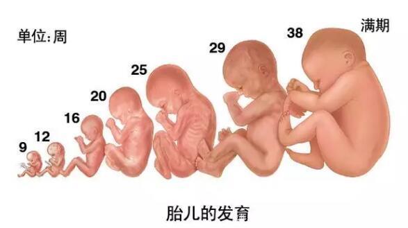 孕妈十月怀胎，详解每周小宝宝在妈妈肚子里发生了哪些变化，实用