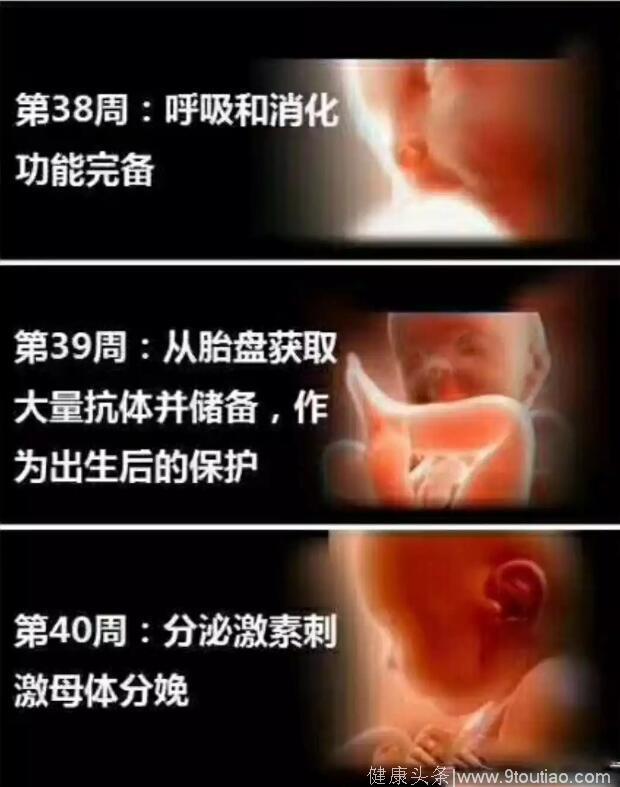 孕妈十月怀胎，详解每周小宝宝在妈妈肚子里发生了哪些变化，实用