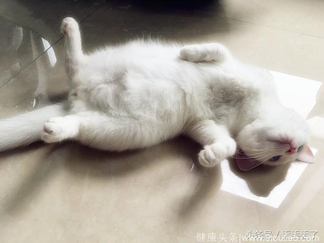 猫咪小白，你的肚子太大了，不知道的还以为你怀孕了