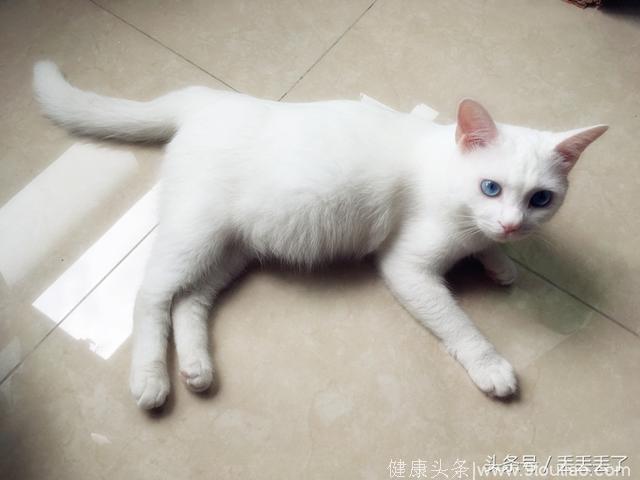 猫咪小白，你的肚子太大了，不知道的还以为你怀孕了