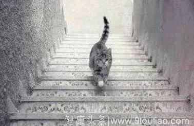 心理学：猫在上楼梯还是下楼梯？看穿控制你思维的是左脑还是右脑
