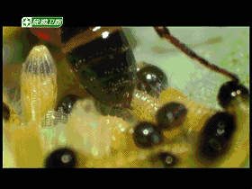 豆瓣9.1，一部口碑炸裂探索生命旅程的纪录片《子宫日记》