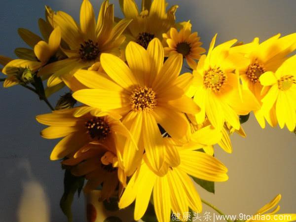 心理测试：3种太阳花，你最喜欢哪种，测你在爱情中容易受骗吗