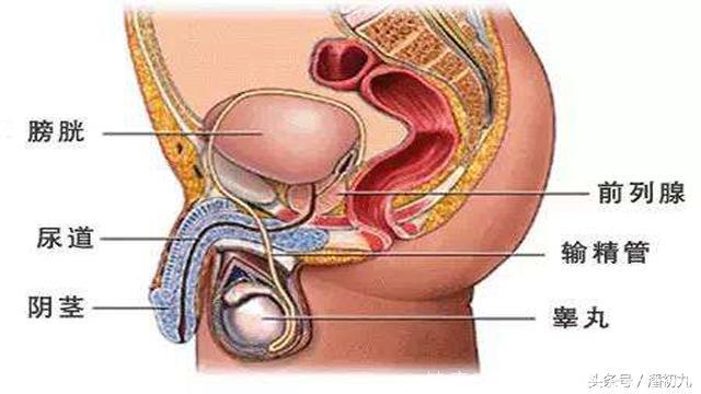 慢性前列腺炎，用3个方法告别尿频的烦恼！