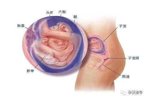 怀孕12到28周时宝宝和妈妈会有这些变化，要这样补充营养才合理