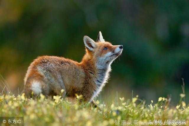 心理学：选一只最好看的狐狸，测你身上的哪点让异性有好感