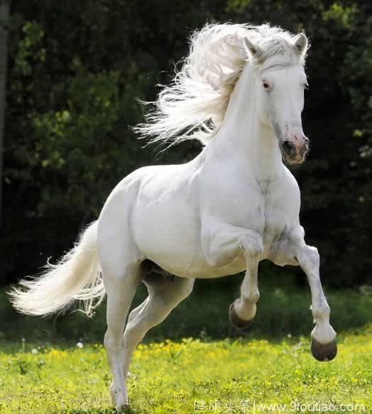 心理学：四匹白马，你最想骑哪匹？测你的TA是真爱还是临时？