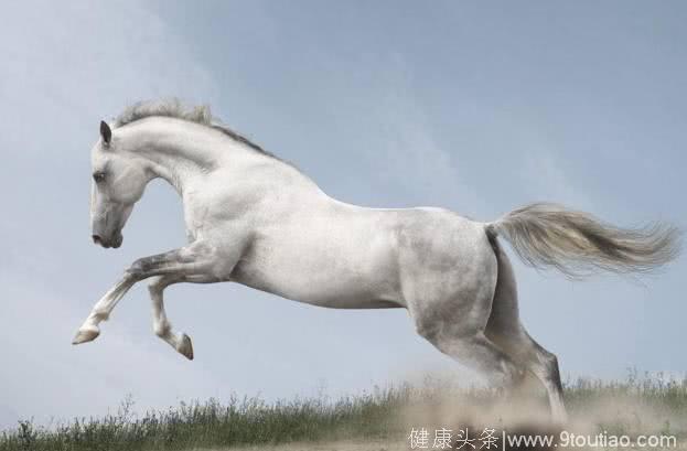 心理学：四匹白马，你最想骑哪匹？测你的TA是真爱还是临时？