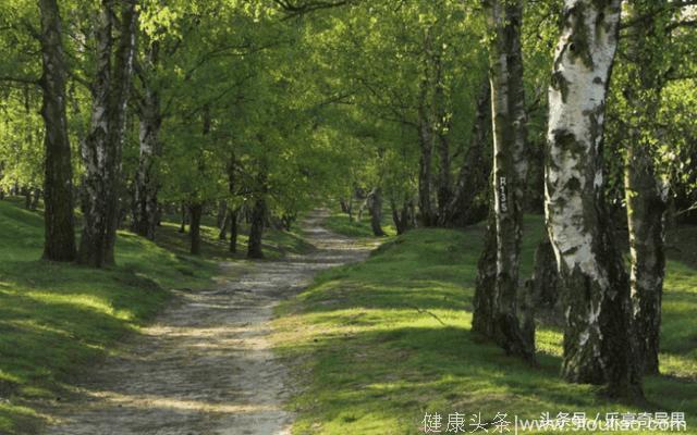 心理测试：森林迷路，你会选择走哪条路？测你在爱情中会受骗吗？