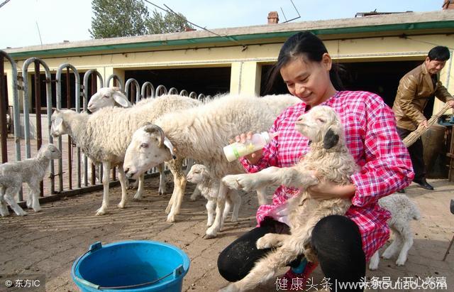6种常见的羊传染性疾病，学会预防就是避免了羊场的大灾难