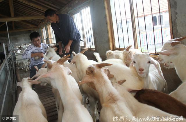 6种常见的羊传染性疾病，学会预防就是避免了羊场的大灾难